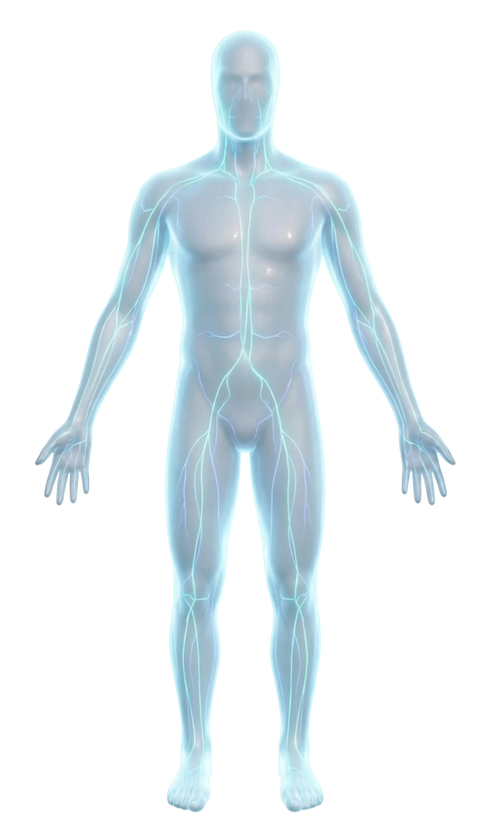Silhouette du corps humain, fonctions vitales explorées lors du bilan de prévention santé